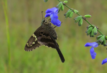 Long-tailed Skipper